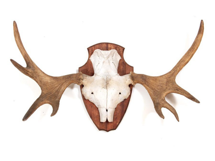 Bois de cerf danois sur écusson Bois de cerf danois sur écusson